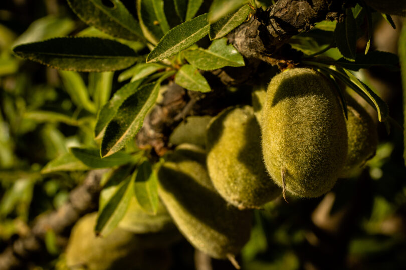 Sete anos não chegam para ‘fazer’ uma amendoeira