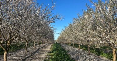 Aprender a produzir amêndoa, num clima que não espera