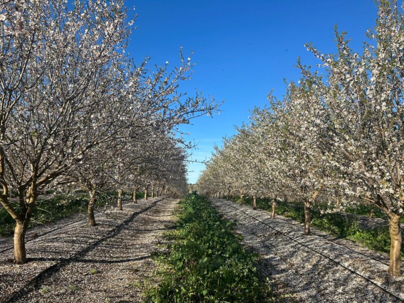 Aprender a produzir amêndoa, num clima que não espera