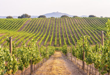 O Wine4Cast quer ajudar produtores a decidir mais cedo