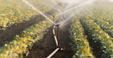 Projeto português quer avaliar uso de água reutilizada na agricultura