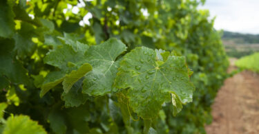 Quando a folha da videira passa a ser o bilhete de identidade da vinha