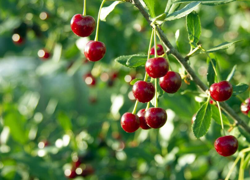 O Instituto Politécnico da Guarda (IPG) vai coordenar o projeto luso-espanhol Iberian_Cherry, uma iniciativa centrada na proteção da biodiversidade, no reforço da resiliência dos pomares de cerejeira face às alterações climáticas e na valorização económica da cereja ibérica.