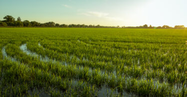 Rentabilidade, renovação geracional e regulamentações assimétricas ameaçam o setor do arroz