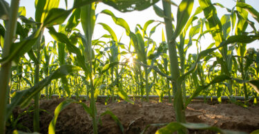 IA e algoritmos podem condicionar o que os agricultores plantam, alertam especialistas