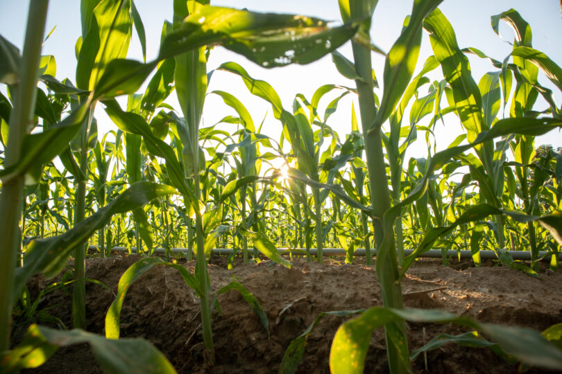 IA e algoritmos podem condicionar o que os agricultores plantam, alertam especialistas