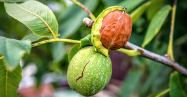 Valnoz: 6 anos de investimento ainda sem retorno