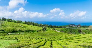 Açores reforçam rede de monitorização agrícola para proteger culturas