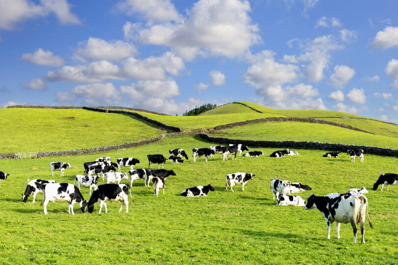 Açores recebe aprovação europeia para 3 projetos de inovação agrícola
