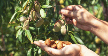 Amêndoa: Um exercício de decisões técnicas