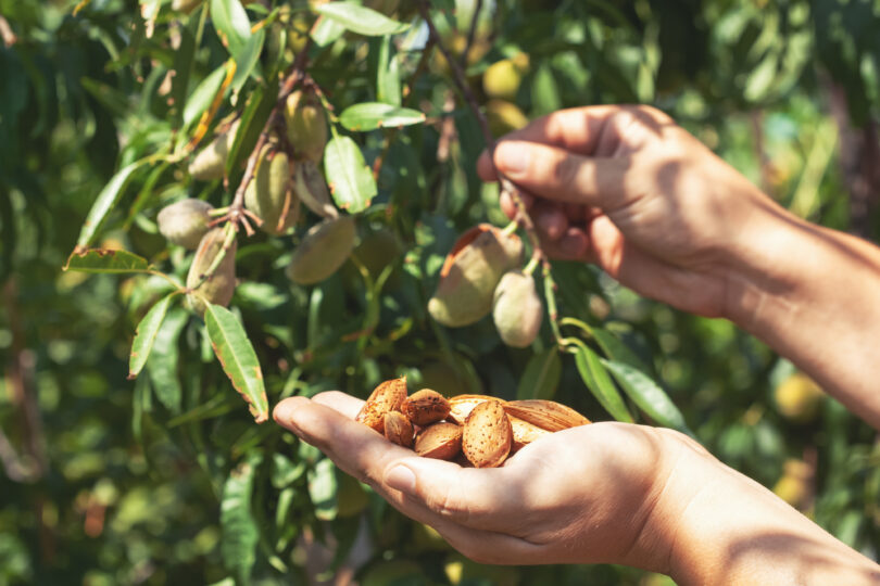 Amêndoa: Um exercício de decisões técnicas