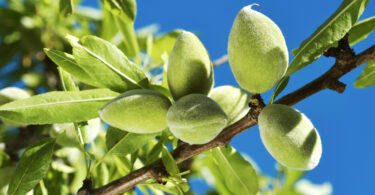 “Há variedades que não se estão a adaptar bem às nossas condições edafoclimáticas”