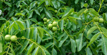 Noz: valorização não acompanha custos