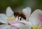 Agroecologia reforça diversidade de polinizadores nos pomares de macieiras no Oeste