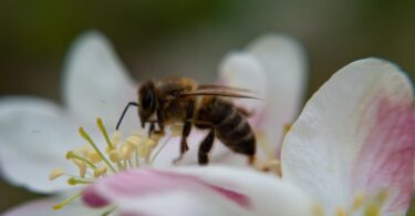 Agroecologia reforça diversidade de polinizadores nos pomares de macieiras no Oeste