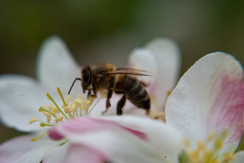Agroecologia reforça diversidade de polinizadores nos pomares de macieiras no Oeste