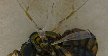 A vespa-dos-ramos, Ophelimus ramorum: uma nova praga dos eucaliptos em Portugal