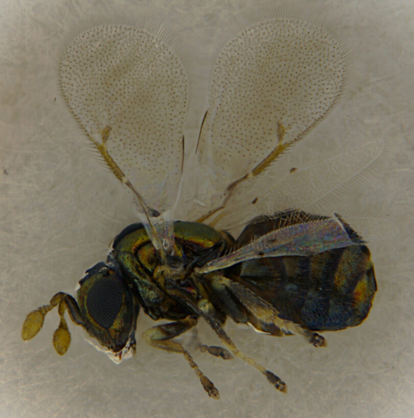 A vespa-dos-ramos, Ophelimus ramorum: uma nova praga dos eucaliptos em Portugal