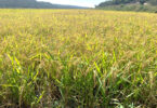 Bacterioses do arroz – Uma potencial ameaça para a produção nacional