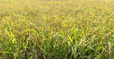 Bacterioses do arroz – Uma potencial ameaça para a produção nacional