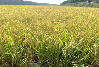 Bacterioses do arroz – Uma potencial ameaça para a produção nacional