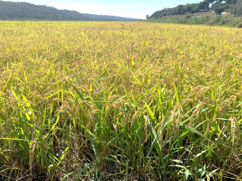 Bacterioses do arroz – Uma potencial ameaça para a produção nacional