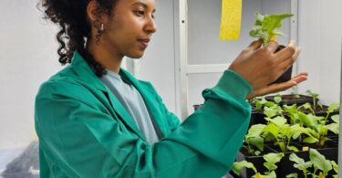 Nova tecnologia de revestimento de sementes promete melhorar desempenho de pastagens