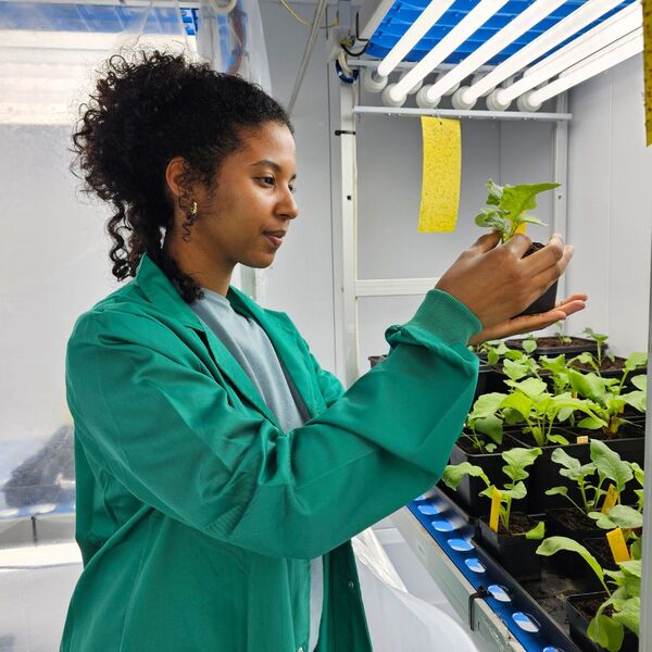 Nova tecnologia de revestimento de sementes promete melhorar desempenho de pastagens