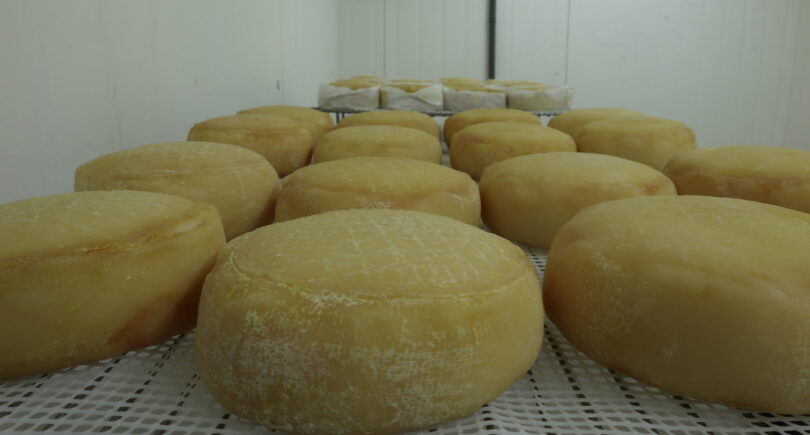Tecnologia e tradição: IA entra no processo de cura do Queijo Serpa DOP