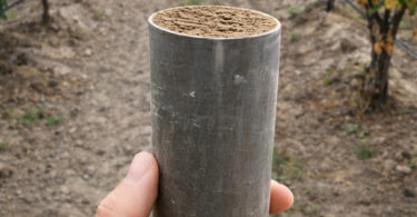 Não querer saber sai caro: quando evitar análises favorece a propagação de organismos de quarentena