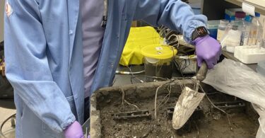 Microrganismos do solo podem alimentar sensores na agricultura de precisão