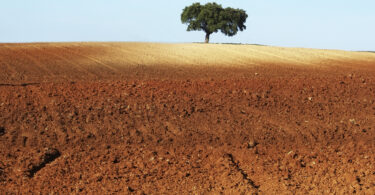 Laboratórios Vivos para a regeneração do solo: investigação aplicada ao serviço do gestor agrícola e florestal
