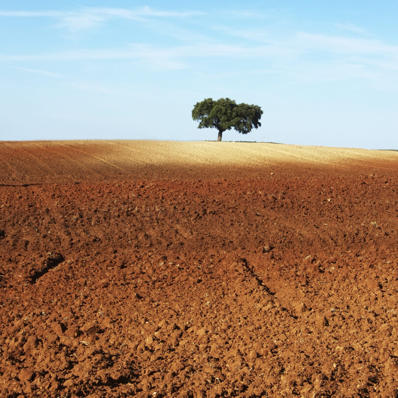 Laboratórios Vivos para a regeneração do solo: investigação aplicada ao serviço do gestor agrícola e florestal