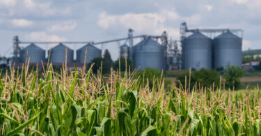 Intermarché reforça incentivo à produção nacional com prémio de 75 mil euros