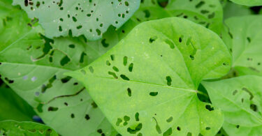 Investigadores americanos desenvolvem sistema de IA para identificação de pragas