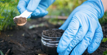 Microplásticos, PFAS e fármacos estão a entrar na produção agrícola, indica análise