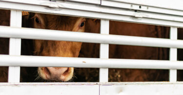 Nova abordagem de inspeção pode melhorar bem-estar dos animais de produção, indica estudo