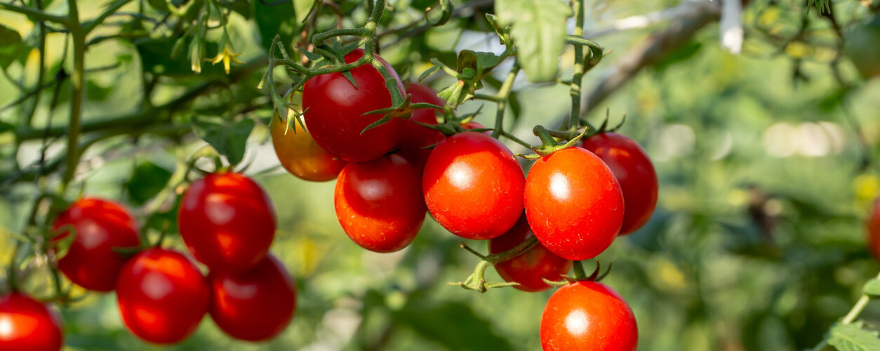 Cientistas descobrem “motor metabólico” que regula o amadurecimento do tomate