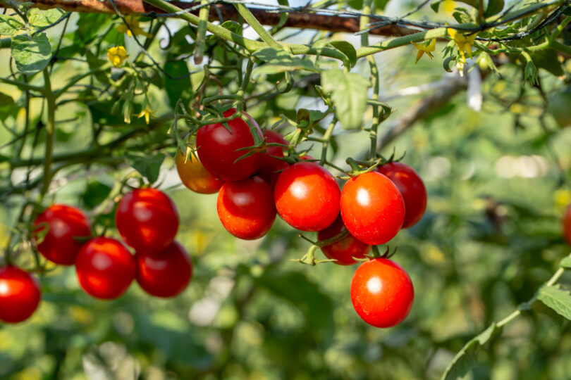 Cientistas descobrem “motor metabólico” que regula o amadurecimento do tomate