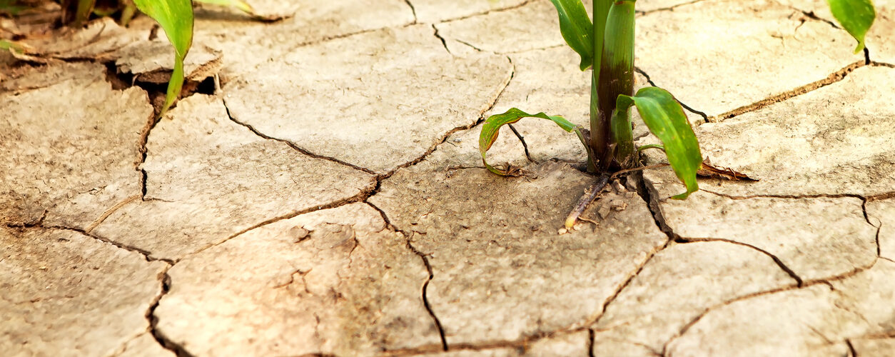 Calor extremo reduz produtividade agrícola e agrava riscos no setor agroalimentar, conclui estudo
