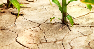 Calor extremo reduz produtividade agrícola e agrava riscos no setor agroalimentar, conclui estudo