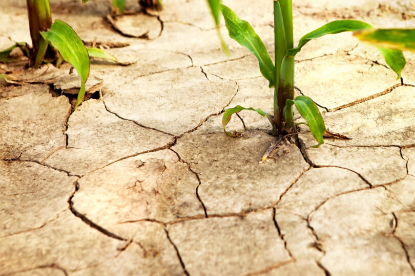Calor extremo reduz produtividade agrícola e agrava riscos no setor agroalimentar, conclui estudo
