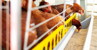 Rações com organismos geneticamente modificados não impactam saúde e produção animal