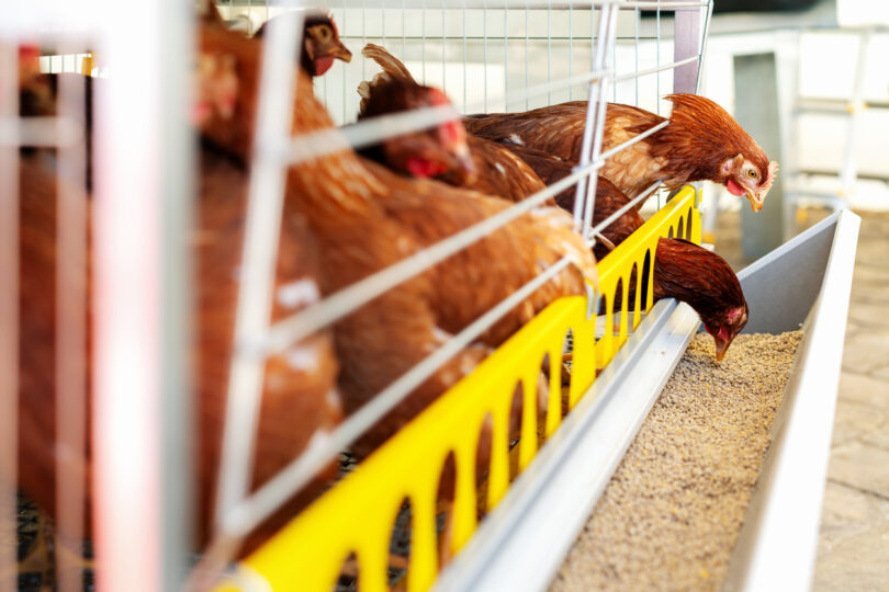 Rações com organismos geneticamente modificados não impactam saúde e produção animal