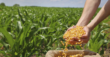 Alcaloides do tropano na cadeia de produção do milho: regulamentação e desafios analíticos