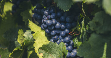 DGAV publica primeira lista oficial de material policlonal de videira