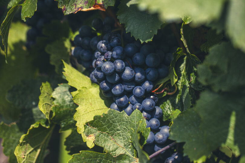 DGAV publica primeira lista oficial de material policlonal de videira