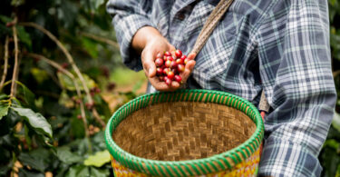 A crescente exposição das Filipinas a fenómenos climáticos extremos está a impulsionar a adoção de práticas agrícolas mais resilientes, baseadas na diversificação de culturas, agroecologia e soluções adaptadas às condições locais.