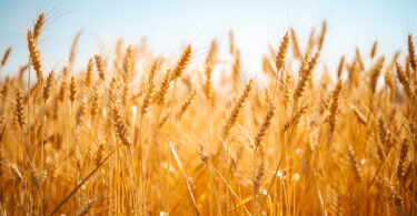 Da competição à cooperação: Como o trigo mudou com a agricultura