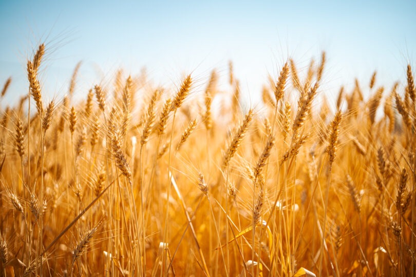 Da competição à cooperação: Como o trigo mudou com a agricultura